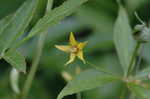 Whorled yellow loosestrife